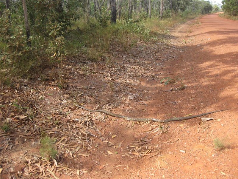 5998 Cape York IXUS Jul11 (Medium).JPG
